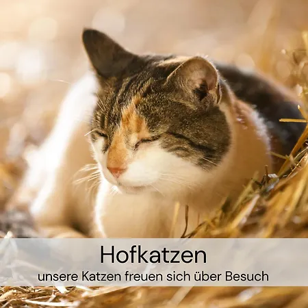 Apartman Exklusive Galeriewohnung Mit Privatsauna Und 2 Kaminen *