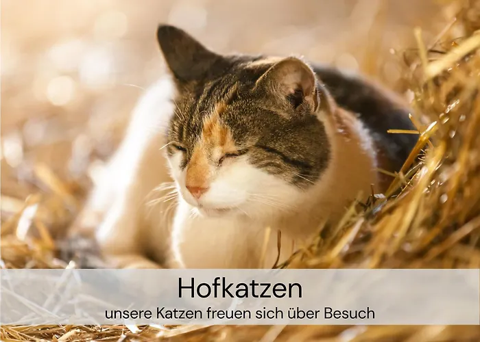 アパート Hexenburgbeidresden 3 Architektengaleriewohnung Mit Eigener Sauna, 2 Kaminen - Naehe Saechsische Schweiz Dresden *